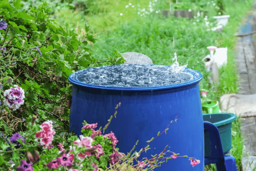 Tambor azul cheio de água da chuva em um jardim com flores.