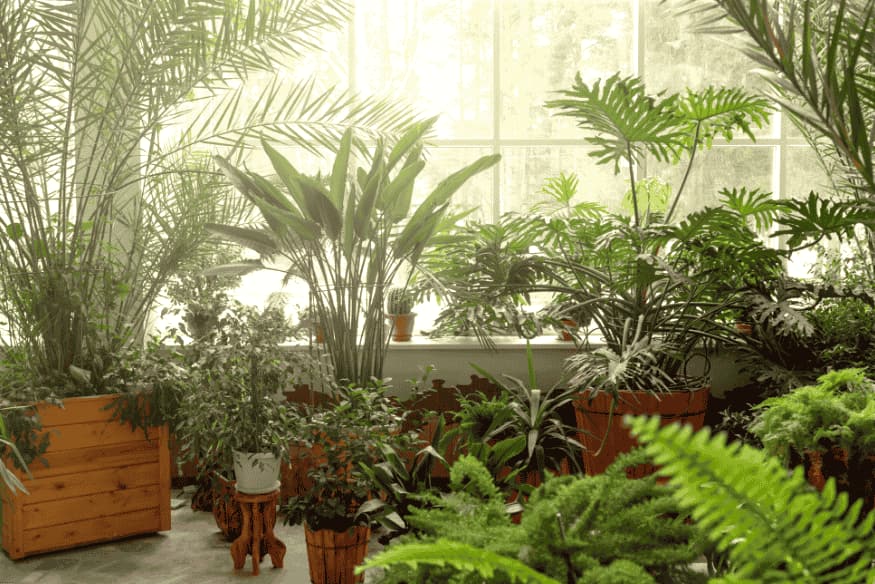 Jardim de inverno com plantas de diferentes tamanhos próximo a janela iluminada.