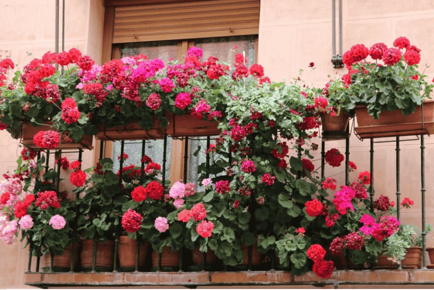 Varanda decorada com gerânios vermelhos e rosas em floreiras