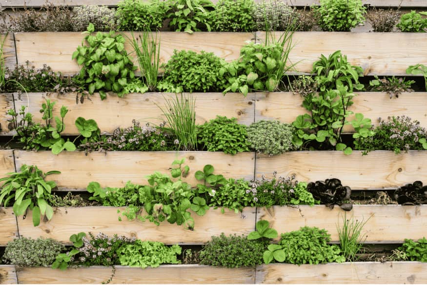Jardim vertical de madeira com diversas hortaliças e temperos plantados