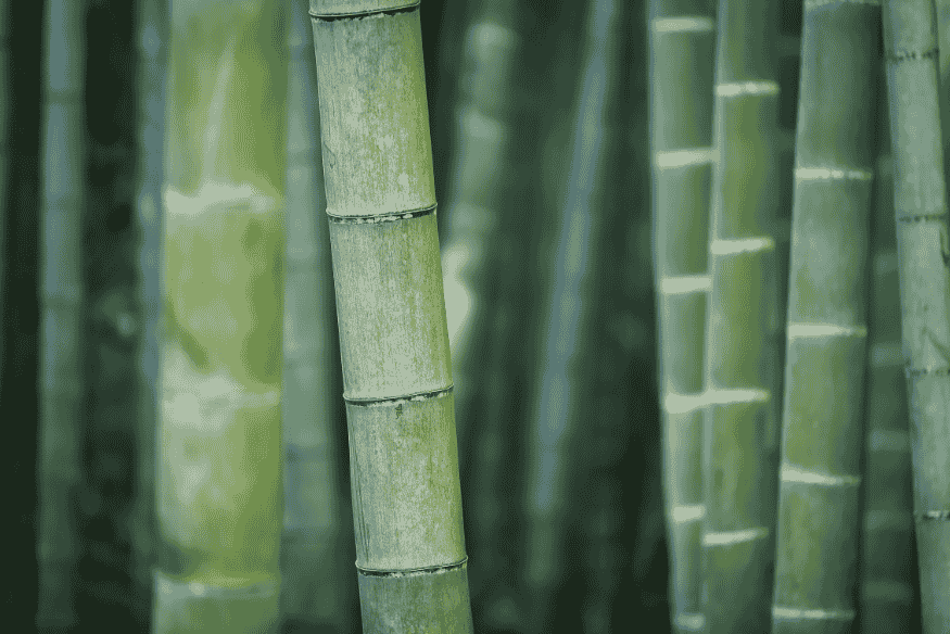 Close em colmos de bambu em floresta densa.