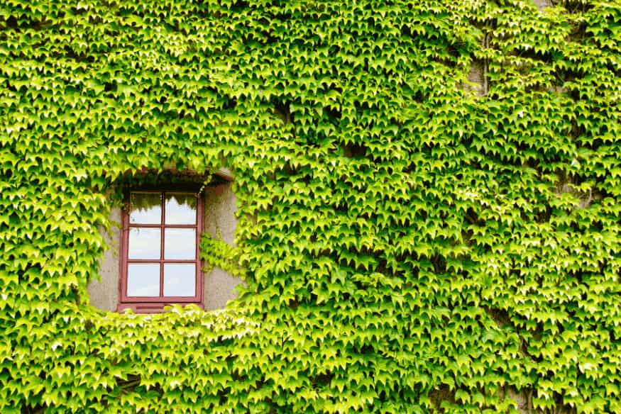 Parede coberta por vegetação com janela no centro