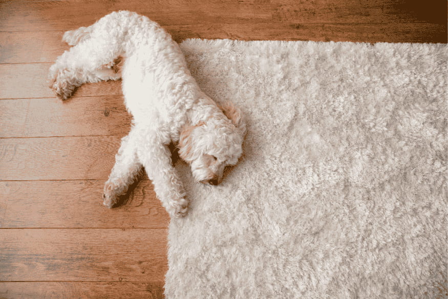 Cachorro deitado em tapete felpudo lavável, ideal para casas com animais de estimação.